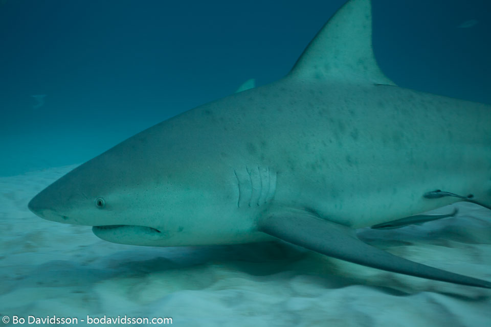 BD-101205-Playa-del-Carmen-2621-Carcharhinus-leucas-(Müller---Henle.-1839)-[Bull-shark.-Tjurhaj].jpg